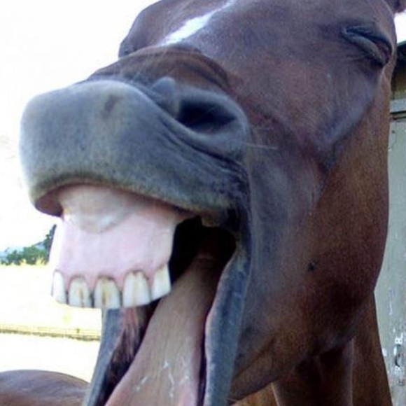 Meet your Posher, Paul - Picture 1 of 1